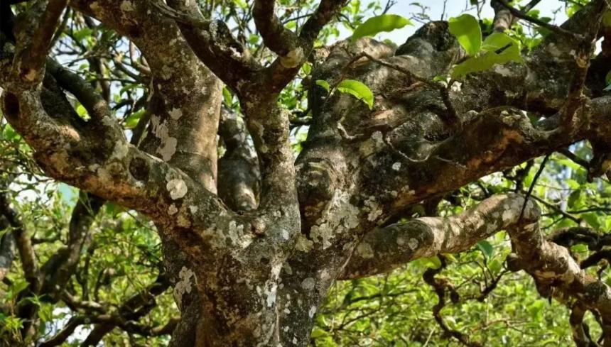 普洱茶树种分为哪几种，如何定义